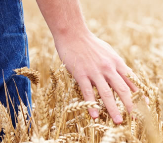 hand going over a field of oats