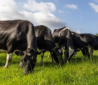 cattle feeding on grass