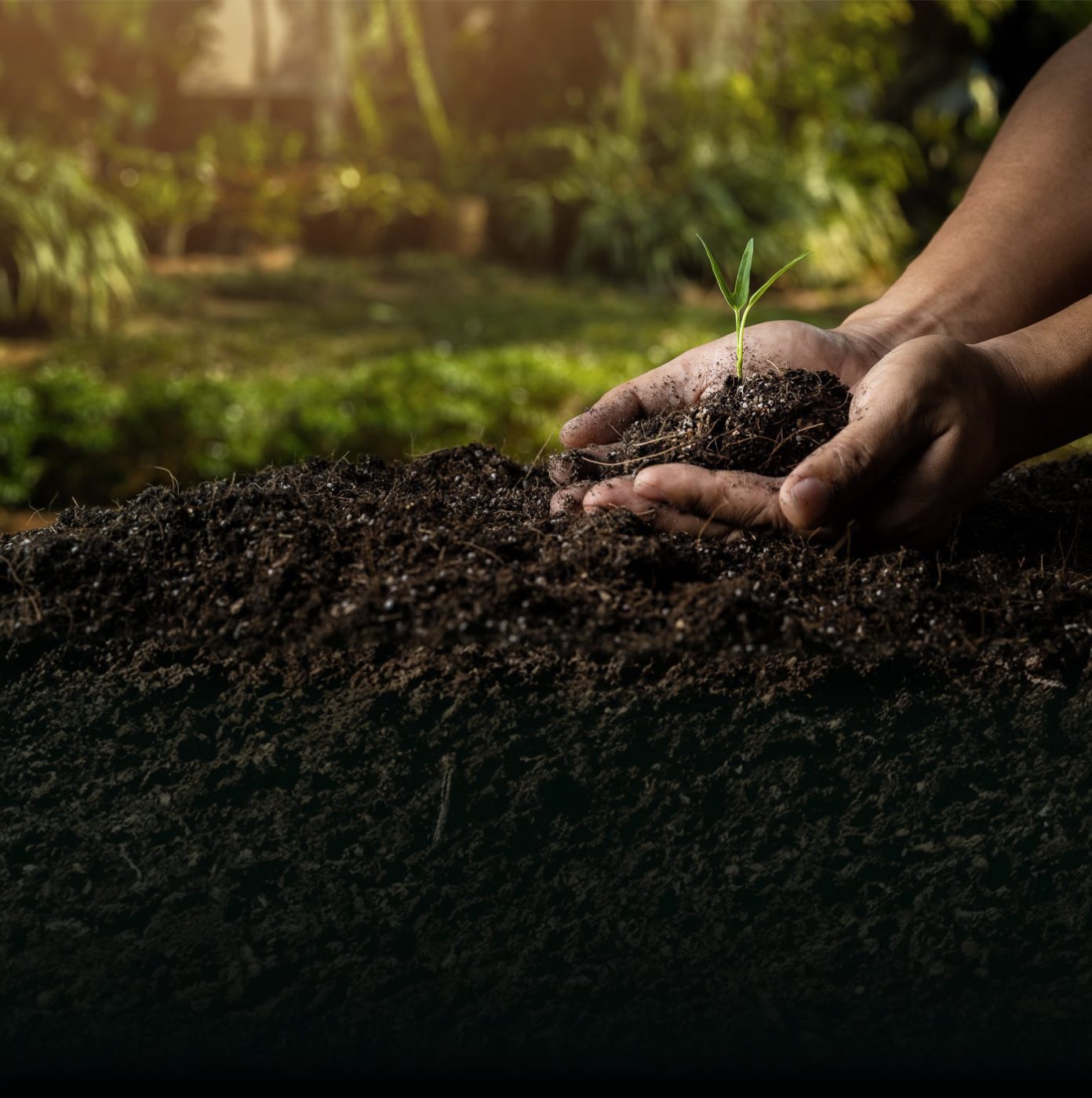 hand holding soil with a growing sapling Nitrofert Fertilisers