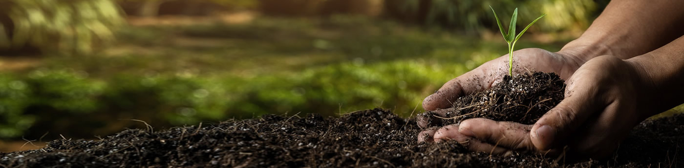 hand holding soil with a growing sapling