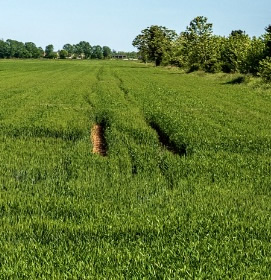 Field of grass