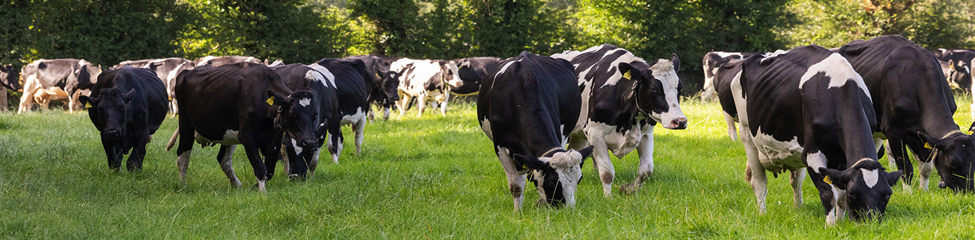 NitroFert cattle in a field
