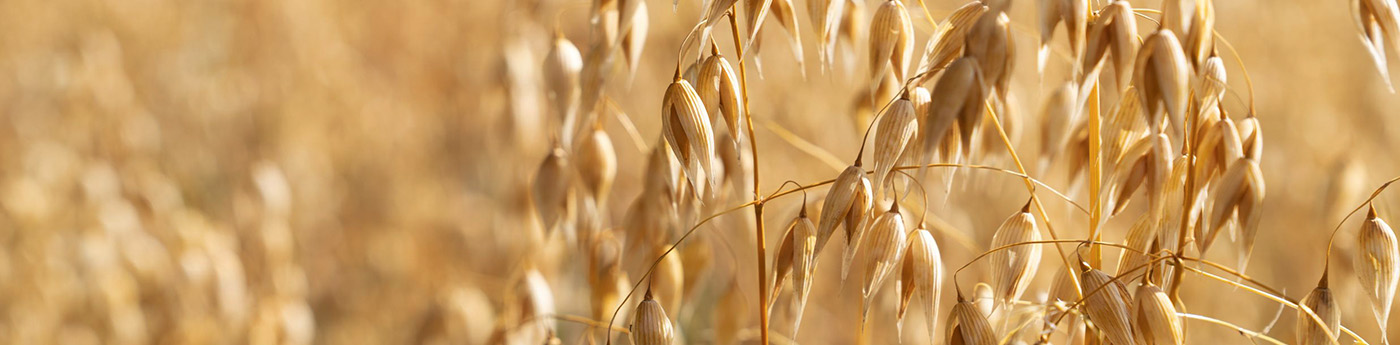 Close up of crop in a field - benefits of NitroFert