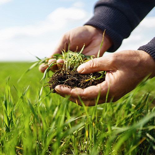 Farmer holding soil and grass