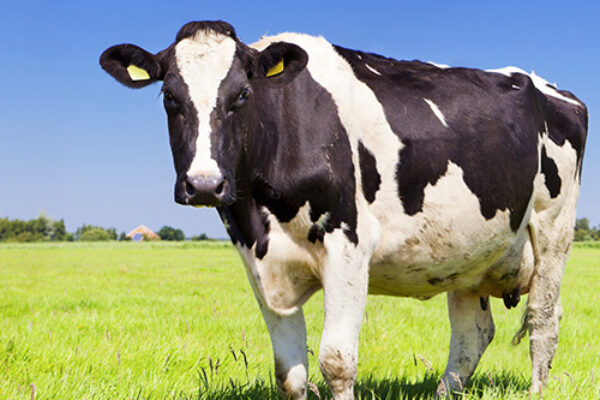 cow standing in a field