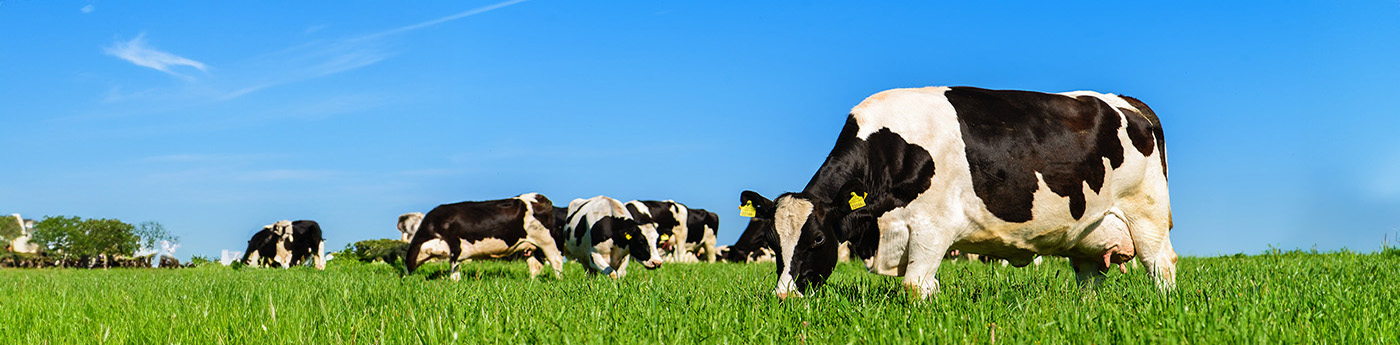 NitroFert benefits to grassland - cattle in a field