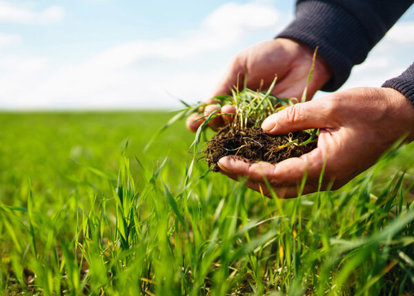 Nitrofert farmer holding grass and soil