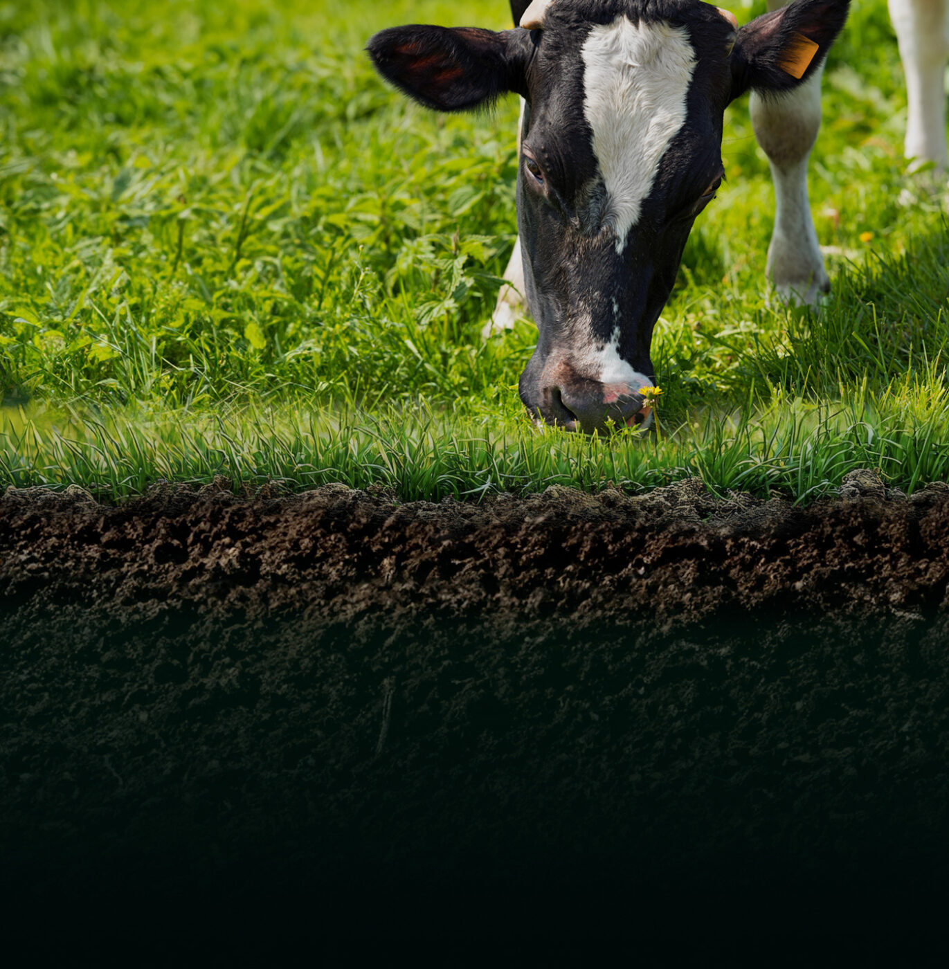 NitroFert home banner - cattle feeding on grassland