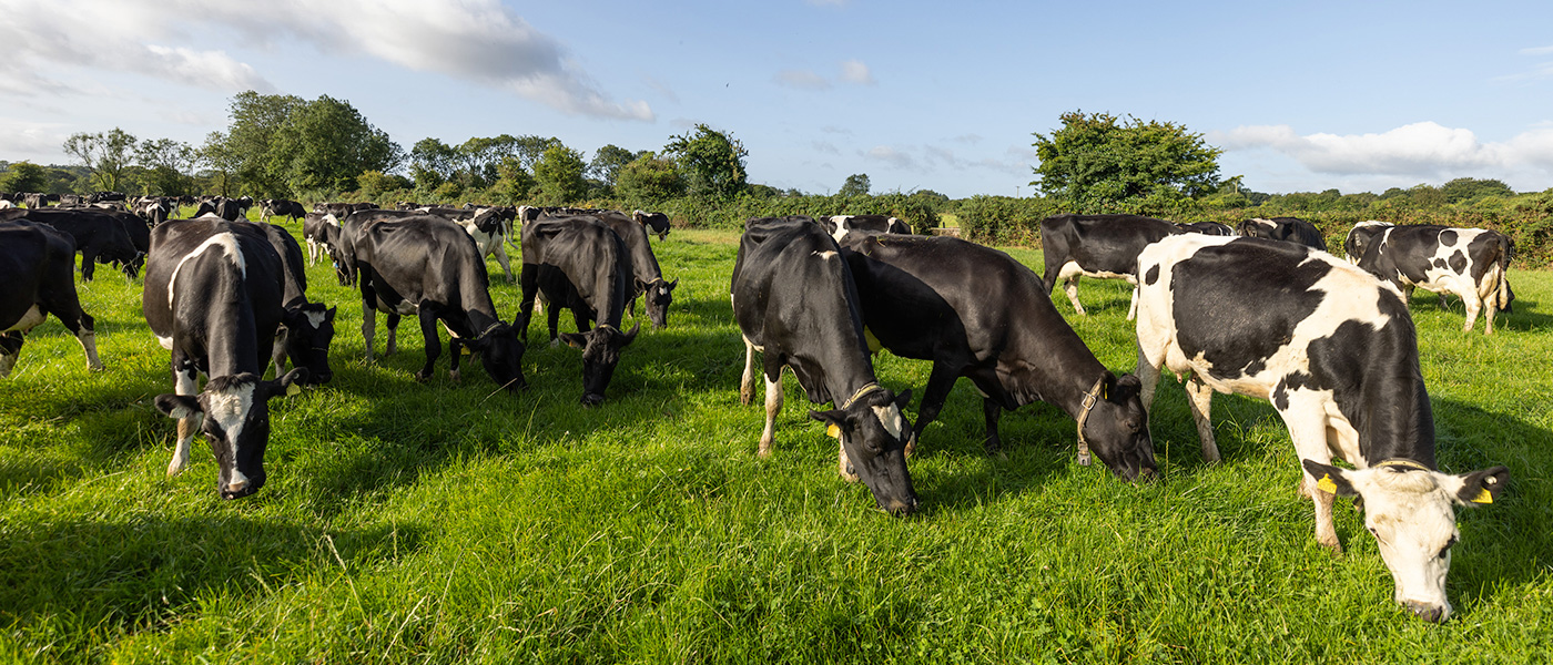 herd of cattle