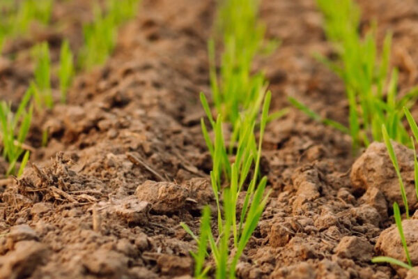 closeup of soil and grass seedlings crowing - NitroFert