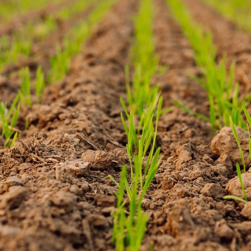 closeup of soil and grass seedlings crowing - NitroFert