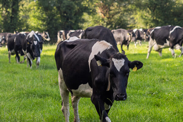 Cattle feeding on grassland - NitroFert