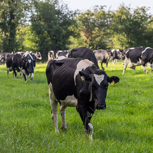 Cattle feeding on grassland - NitroFert
