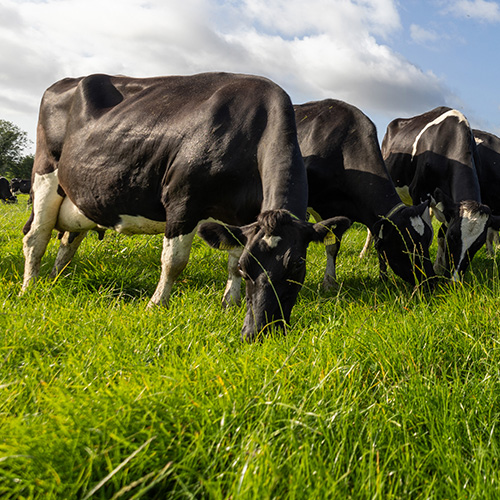 Cattle feeding on grassland - NitroFert
