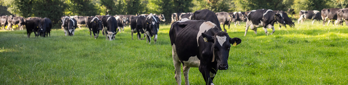 Cattle in a field